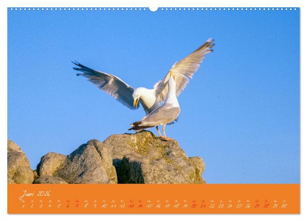 Produktbild: M&ouml;wen die Begleiter an Meer und See (Wandkalender 2026 DIN A2 quer), CALVENDO Monatskalender
