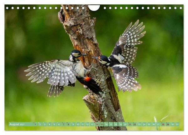 Produktbild: Buntspechte im Flug (Wandkalender 2027 DIN A4 quer), CALVENDO Monatskalender
