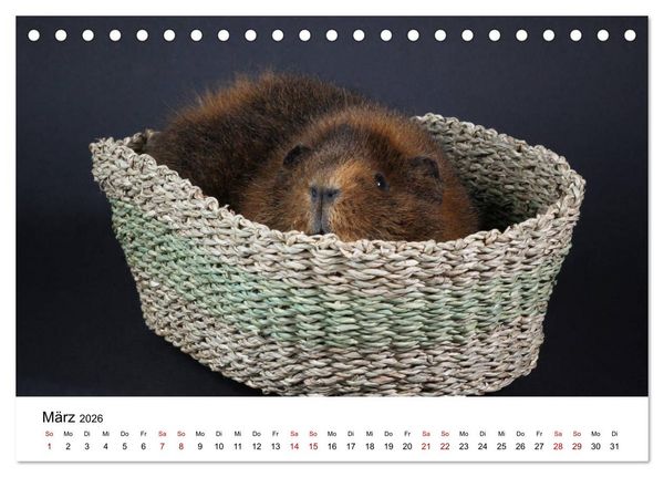 Produktbild: Unsere Meerschweinchen (Tischkalender 2026 DIN A5 quer), CALVENDO Monatskalender
