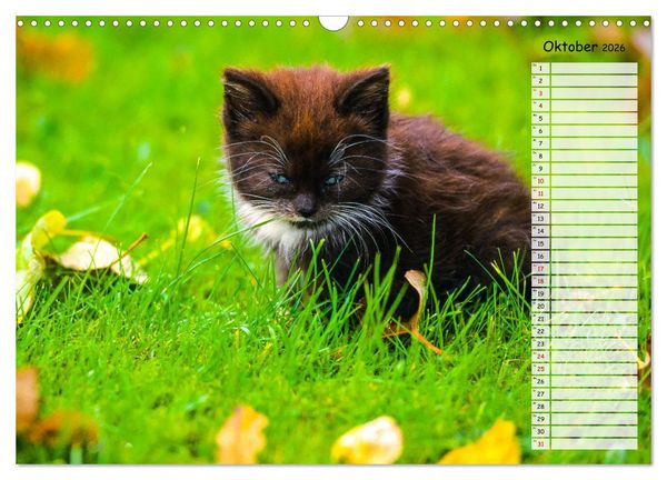Produktbild: Geliebte Tiere auf dem Bauernhof (Wandkalender 2026 DIN A3 quer), CALVENDO Monatskalender