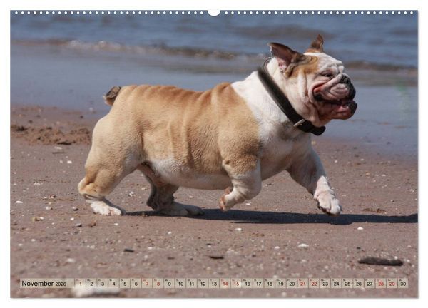 Produktbild: Bulldoggen - Englische und Franz&ouml;sische Bulldoggen (hochwertiger Premium Wandkalender 2026 DIN A2 quer), Kunstdruck in Hochglanz