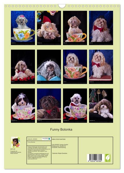 Produktbild: Funny Bolonka (Wandkalender 2026 DIN A3 hoch), CALVENDO Monatskalender
