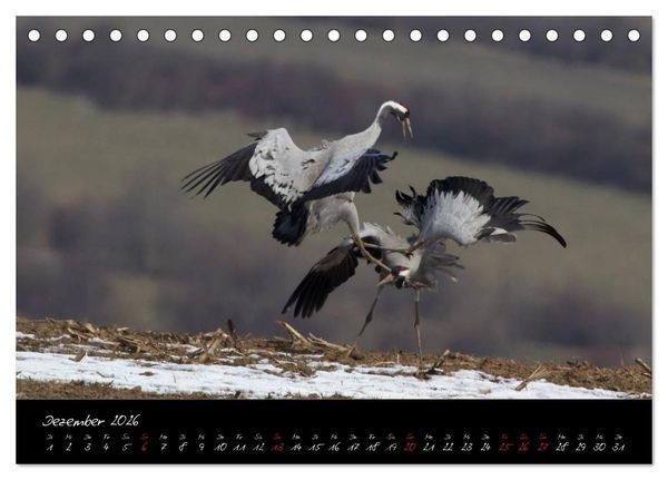 Produktbild: Kraniche - V&ouml;gel des Gl&uuml;cks (Tischkalender 2026 DIN A5 quer), CALVENDO Monatskalender
