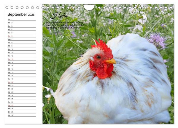 Produktbild: F&uuml;r pfiffige Kids- Haus- und Hoftiere (Wandkalender 2026 DIN A4 quer), CALVENDO Monatskalender
