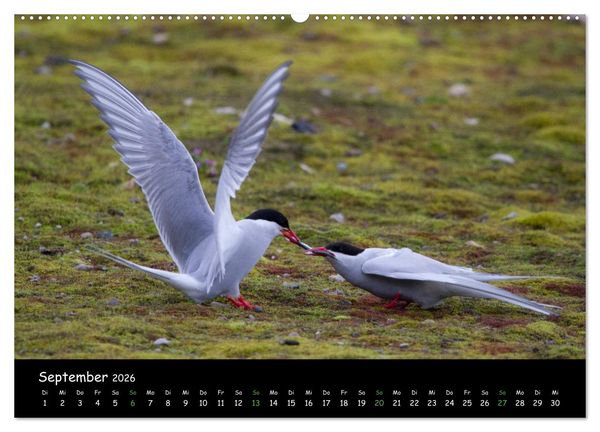 Produktbild: Spitzbergen (Wandkalender 2026 DIN A2 quer), CALVENDO Monatskalender