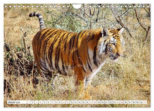 Produktbild: TIGER IMPRESSIONEN Gestreifte Seltenheit auf unserer Erde (Wandkalender 2026 DIN A4 quer), CALVENDO Monatskalender