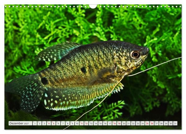 Produktbild: Beliebte Fische der Welt (Wandkalender 2027 DIN A3 quer), CALVENDO Monatskalender