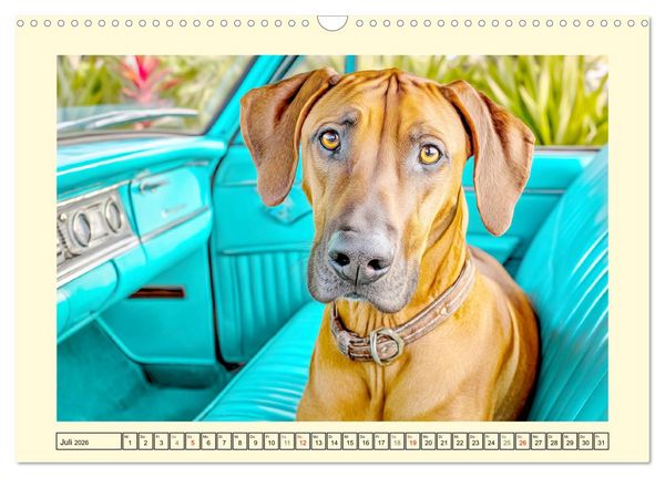 Produktbild: Rhodesian Ridgeback. Kraft und Sanftmut in vollkommener Balance (Wandkalender 2026 DIN A3 quer), CALVENDO Monatskalender
