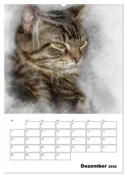 Produktbild: Maine Coon Katzen (Wandkalender 2026 DIN A2 hoch), CALVENDO Monatskalender