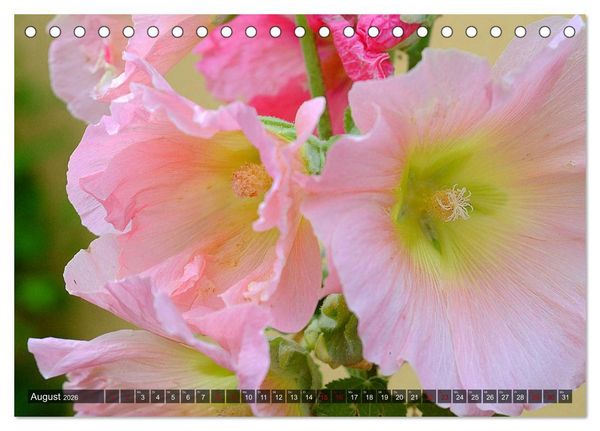 Produktbild: Stockrosen - Traumhafte Sch&ouml;nheiten (Tischkalender 2026 DIN A5 quer), CALVENDO Monatskalender