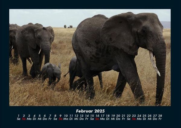 Produktbild: Elefanten - Die sanften Riesen Afrikas 2025 Fotokalender DIN A4