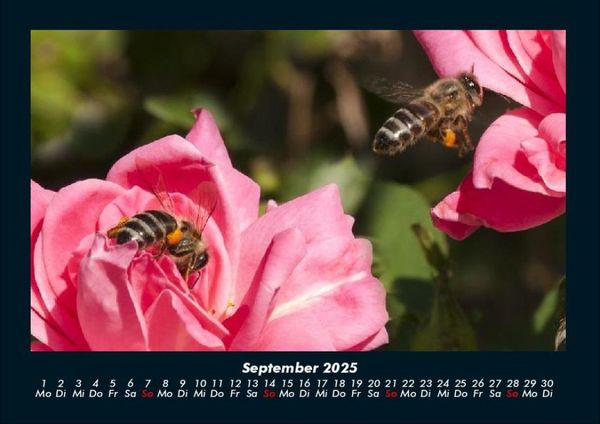 Produktbild: Rosen-Kalender 2025 Fotokalender DIN A4