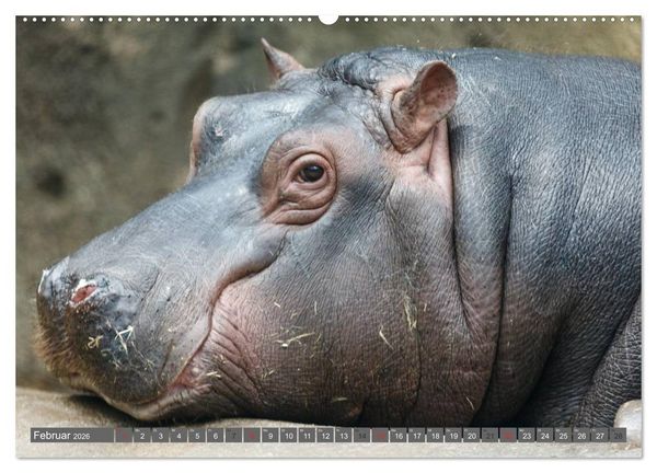 Produktbild: Nash&ouml;rner & Flusspferde (hochwertiger Premium Wandkalender 2026 DIN A2 quer), Kunstdruck in Hochglanz