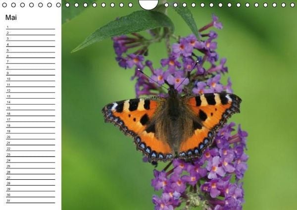 Produktbild: Heimische Schmetterlinge / Geburtstagskalender (Wandkalender immerw&auml;hrend DIN A4 quer)