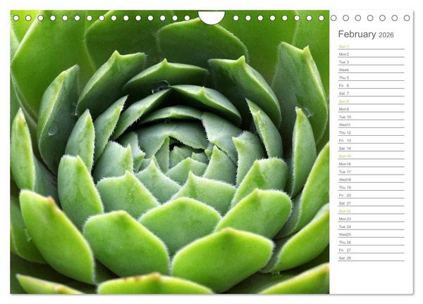 Produktbild: Sempervivum Fascinating Succulents (Wall Calendar 2026 DIN A4 landscape), CALVENDO 12 Month Wall Calendar