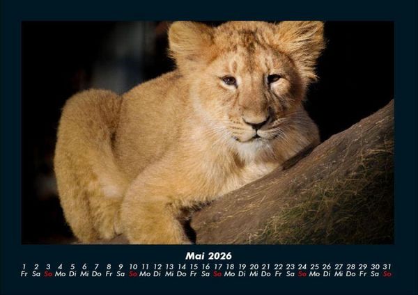 Produktbild: L&ouml;wen in der Wildnis 2026 Fotokalender DIN A4
