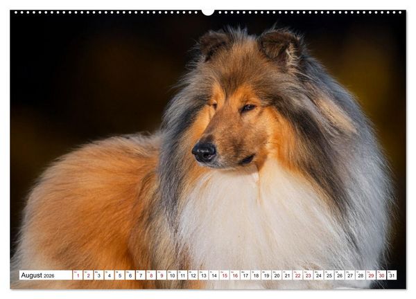Produktbild: Traumhund Collie - Mein bester Freund (hochwertiger Premium Wandkalender 2026 DIN A2 quer), Kunstdruck in Hochglanz