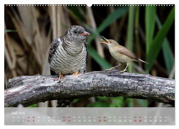 Produktbild: Kuckuck,Kuckuck,rufts aus dem Wald (hochwertiger Premium Wandkalender 2026 DIN A2 quer), Kunstdruck in Hochglanz