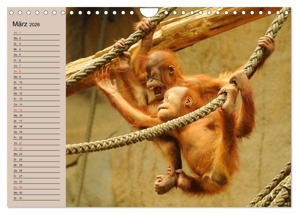 Produktbild: Orang-Utans (Wandkalender 2026 DIN A4 quer), CALVENDO Monatskalender