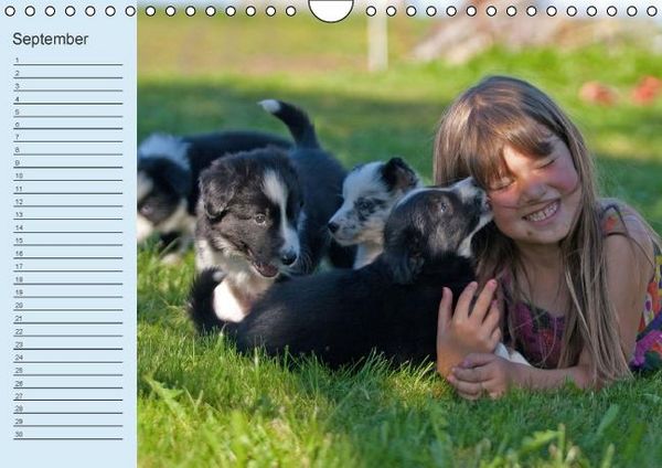 Produktbild: Der Border Collie Geburtstagskalender (Wandkalender immerw&auml;hrend DIN A4 quer)