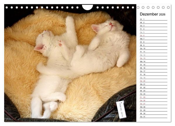 Produktbild: Aus der Kinderstube der Perserkatze (Wandkalender 2026 DIN A4 quer), CALVENDO Monatskalender