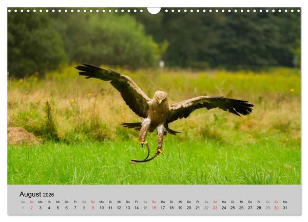 Produktbild: Scharfblick (Wandkalender 2026 DIN A3 quer), CALVENDO Monatskalender