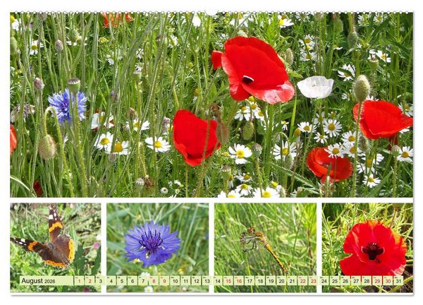 Produktbild: Bl&uuml;tenmeer am Wegesrand (hochwertiger Premium Wandkalender 2026 DIN A2 quer), Kunstdruck in Hochglanz
