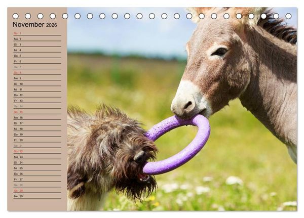 Produktbild: Das Esel-Paradies - Hunde und andere Feunde (Tischkalender 2026 DIN A5 quer), CALVENDO Monatskalender