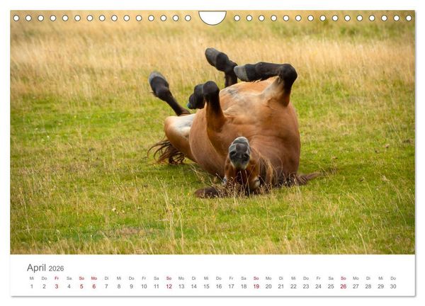 Produktbild: Exmoor Ponnys - Die letzten Ihrer Art (Wandkalender 2026 DIN A4 quer), CALVENDO Monatskalender