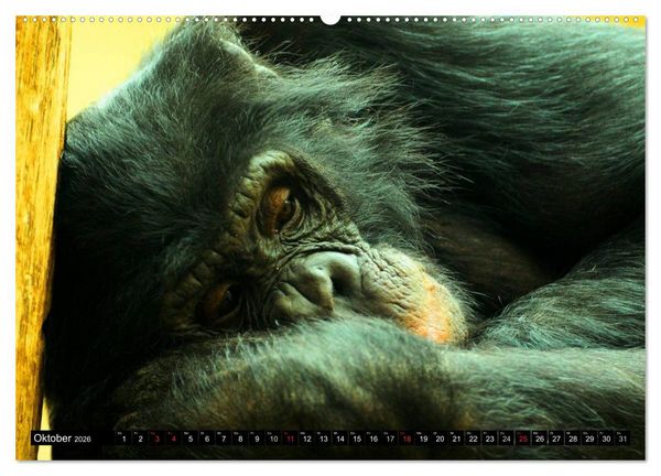 Produktbild: Schimpansen (hochwertiger Premium Wandkalender 2026 DIN A2 quer), Kunstdruck in Hochglanz