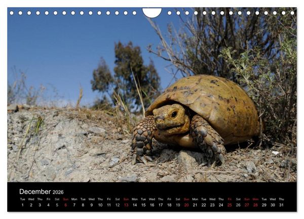 Produktbild: European Tortoises / UK-Version (Wall Calendar 2026 DIN A4 landscape), CALVENDO 12 Month Wall Calendar