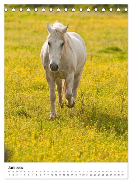 Produktbild: Camargue Pferde - wei&szlig;e M&auml;hnen (Tischkalender 2026 DIN A5 hoch), CALVENDO Monatskalender
