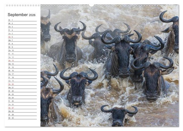 Produktbild: Emotionale Momente: Mein wildes Afrika (Wandkalender 2026 DIN A2 quer), CALVENDO Monatskalender