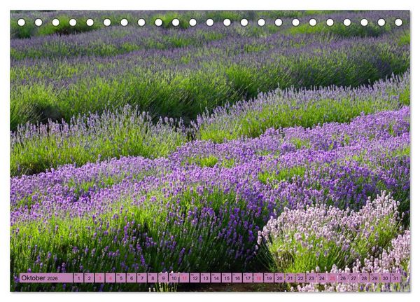 Produktbild: Farbzauber Lavendel (Tischkalender 2026 DIN A5 quer), CALVENDO Monatskalender