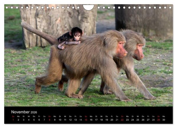 Produktbild: Zoo-Kinder (Wandkalender 2026 DIN A4 quer), CALVENDO Monatskalender
