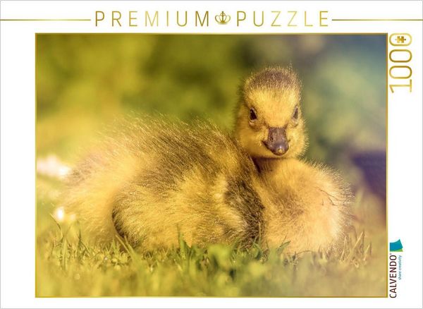 Produktbild: CALVENDO Puzzle Mit seinem flauschigen Look und dem s&uuml;&szlig;en Blick bringt dieses Entlein jeden zum L&auml;cheln. | 1000 Teile Lege-Gr&ouml;&szlig;e 64x48cm Foto-Puzzle f