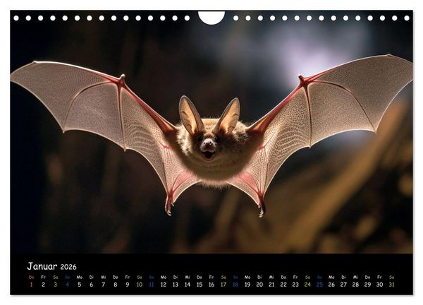 Produktbild: Flederm&auml;use - kleine Vampire (Wandkalender 2026 DIN A4 quer), CALVENDO Monatskalender