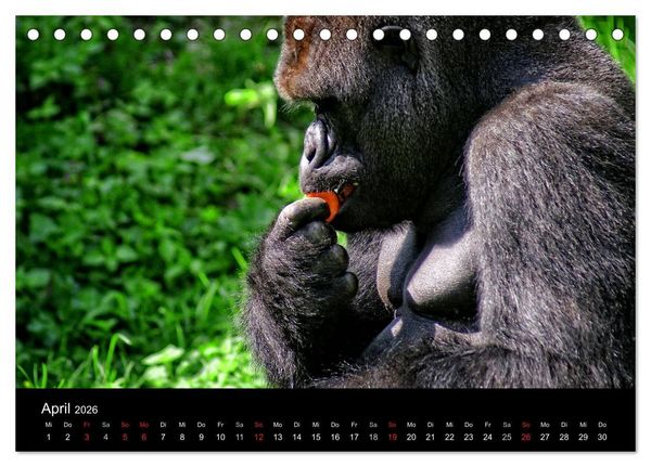 Produktbild: Gorillas - Die sanften Wilden (Tischkalender 2026 DIN A5 quer), CALVENDO Monatskalender