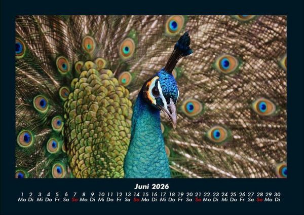 Produktbild: Vogelparadies 2026 Fotokalender DIN A4