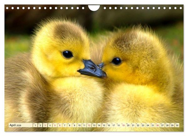 Produktbild: Enten. Beliebt, h&uuml;bsch und imposant (Wandkalender 2026 DIN A4 quer), CALVENDO Monatskalender