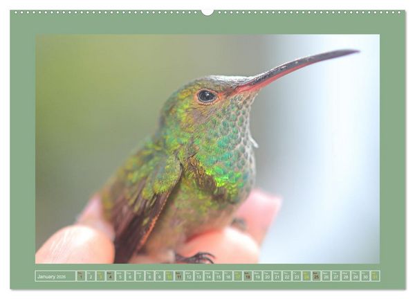 Produktbild: Some Costa Rican Birds (High Quality Premium Wall Calendar 2026 DIN A2 landscape),CALVENDO 12 Month Wall Calendar