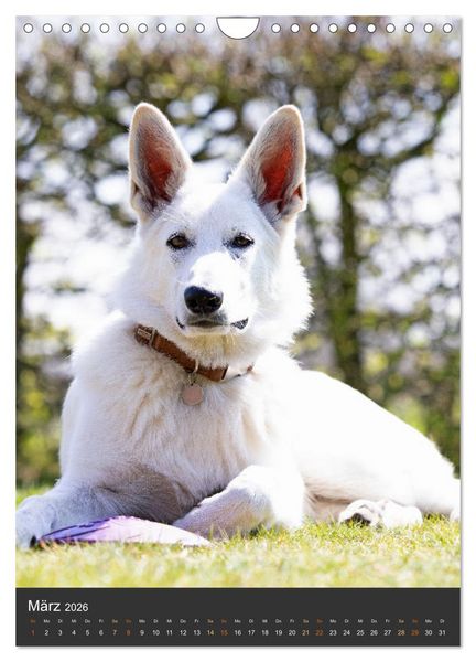 Produktbild: Berger Blanc Suisse - Freunde auf 4 Pfoten (Wandkalender 2026 DIN A4 hoch), CALVENDO Monatskalender