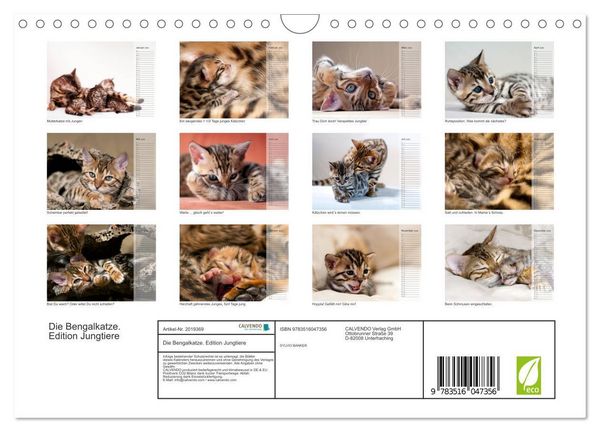 Produktbild: Die Bengalkatze. Edition Jungtiere (Wandkalender 2026 DIN A4 quer), CALVENDO Monatskalender