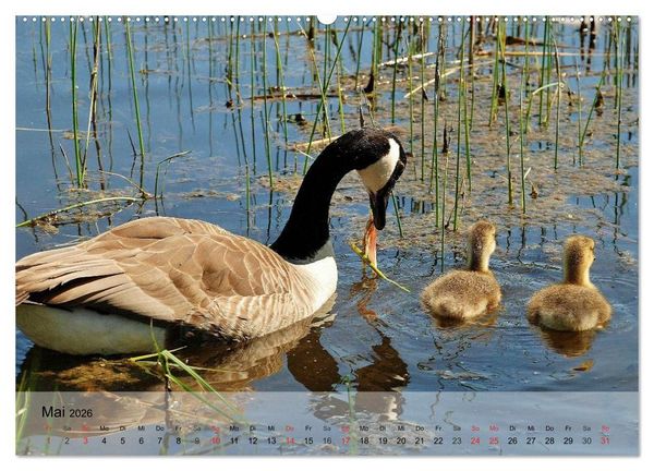 Produktbild: G&auml;nse und Enten. Schnattern, watscheln, quaken! (Wandkalender 2026 DIN A2 quer), CALVENDO Monatskalender