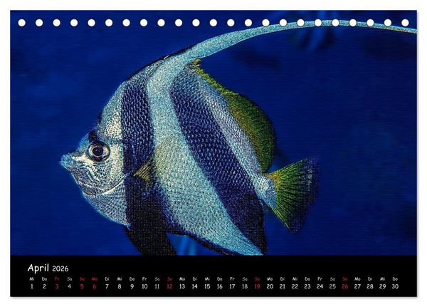 Produktbild: Die Welt unter Wasser (Tischkalender 2026 DIN A5 quer), CALVENDO Monatskalender