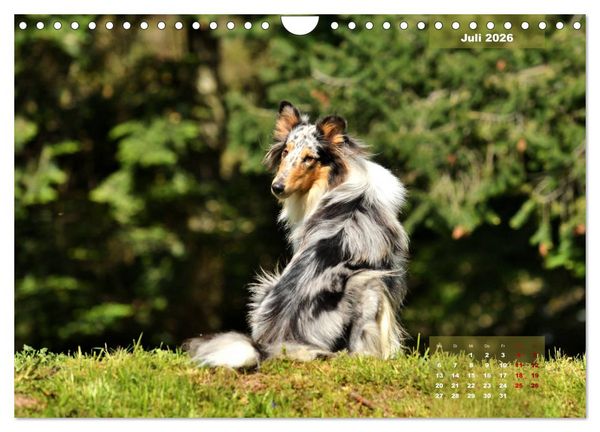 Produktbild: Collies? Was sonst! (Wandkalender 2026 DIN A4 quer), CALVENDO Monatskalender