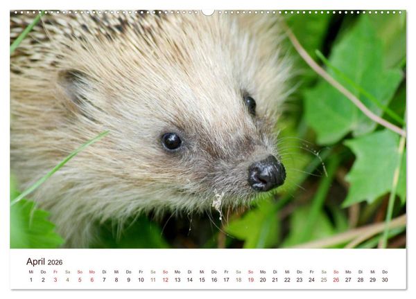 Produktbild: Igel 2026. Tierische Impressionen (hochwertiger Premium Wandkalender 2026 DIN A2 quer), Kunstdruck in Hochglanz