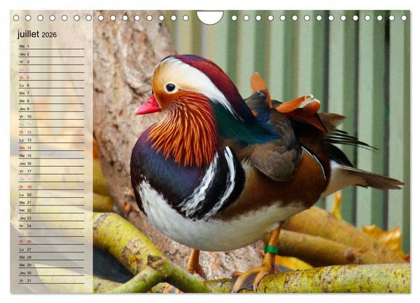 Produktbild: La vie paisible des canards (Calendrier mural 2026 DIN A4 vertical), CALVENDO calendrier mensuel