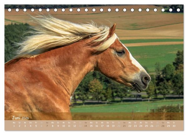 Produktbild: Mit Pferden durch&acute;s Jahr (Tischkalender 2026 DIN A5 quer), CALVENDO Monatskalender