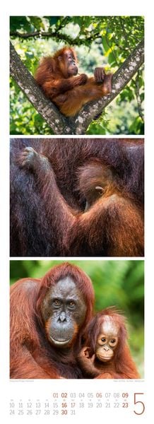 Produktbild: Tierwelten Triplet-Kalender 2027 | Artenvielfalt & Lebensr&auml;ume